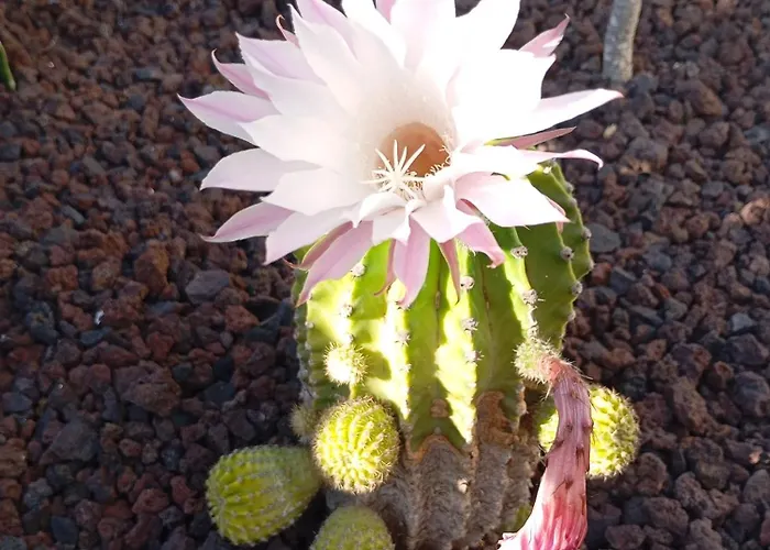 Вилла Loreto House *